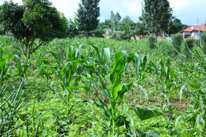 Gasabo / Ndera / Rudashya / Kacyinyaga