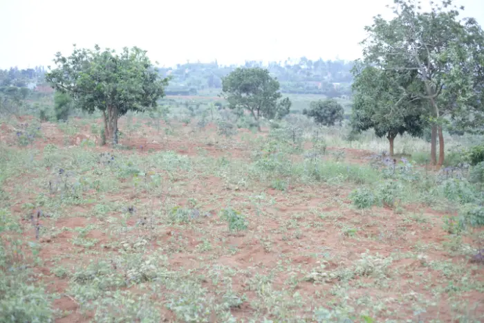 Agricultural plot for sale bugesera gashora
