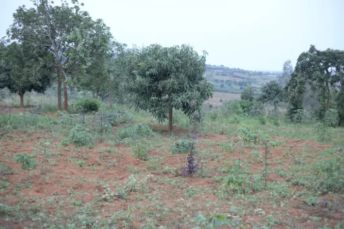 Agricultural plot for sale bugesera gashora