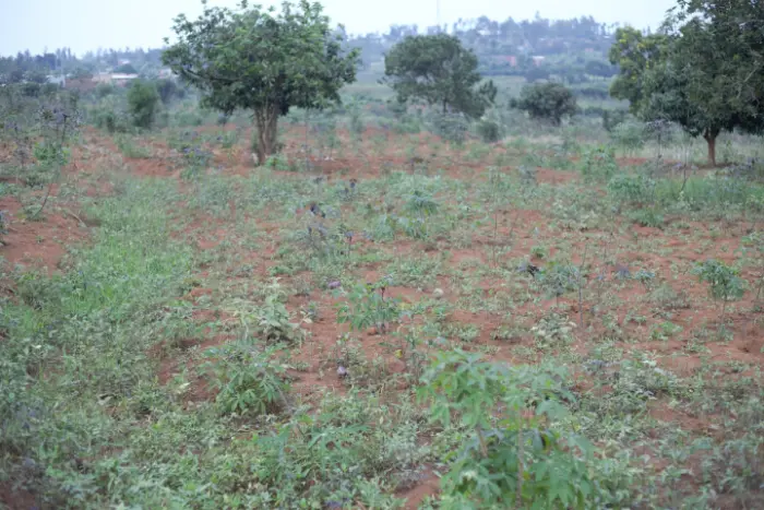 Agricultural plot for sale bugesera gashora